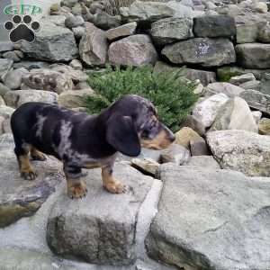 Lil Yeller, Dachshund Puppy